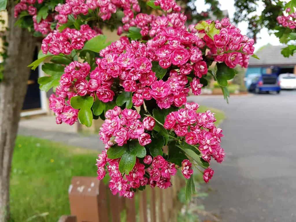 Crataegus laevigata 'Paul's Scarlet' 10-12 SS